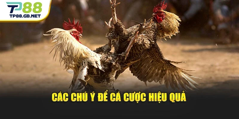 Các chú ý để cá cược hiệu quả