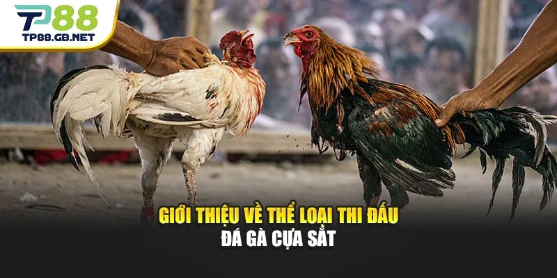 Giới thiệu về thể loại thi đấu đá gà cựa sắt